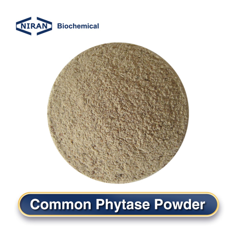 Common Phytase Powder