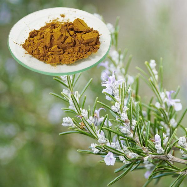 Water-Soluble Rosemary Extract